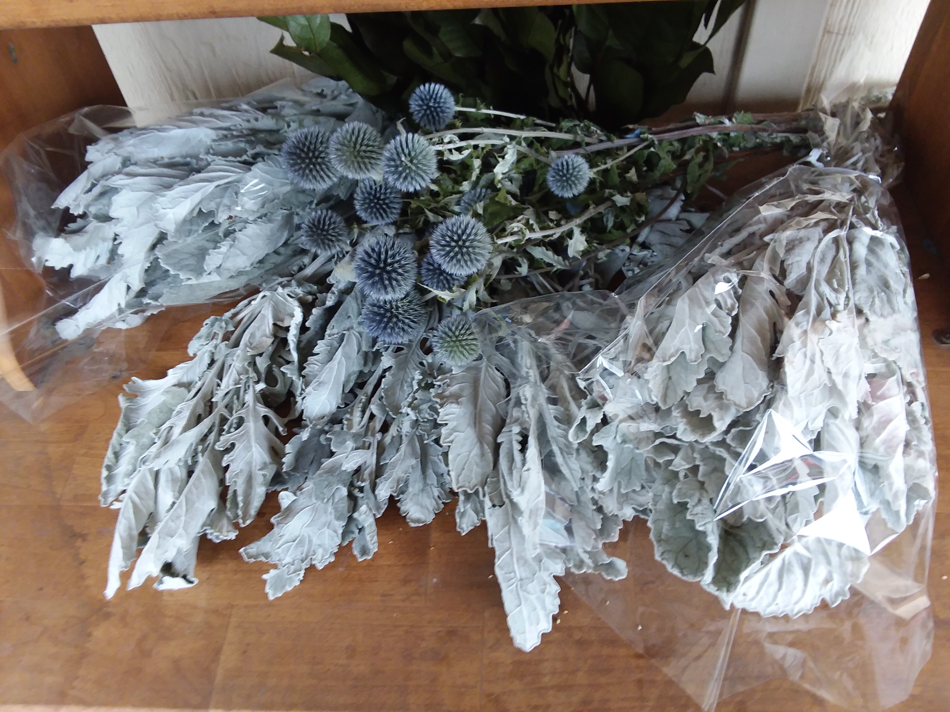 Dusty Miller - Silver Ragwort