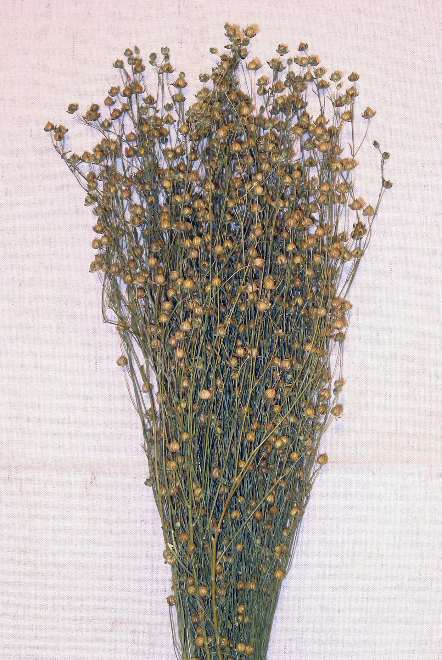 Flax (Linum) - natural