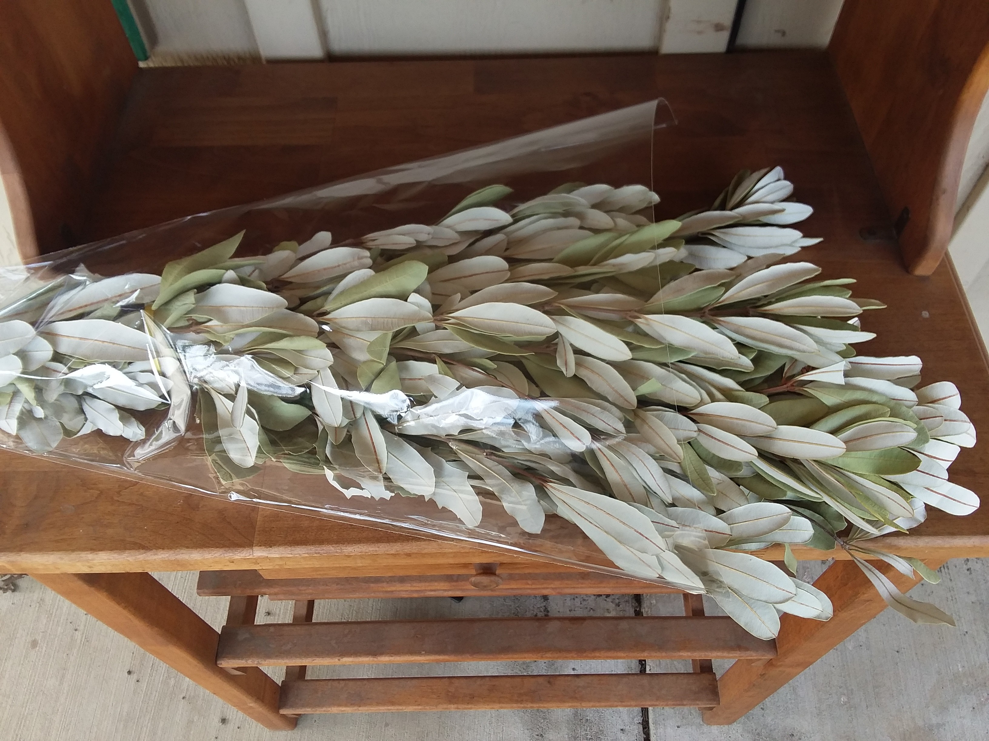 Integrifolia banksia natural dried