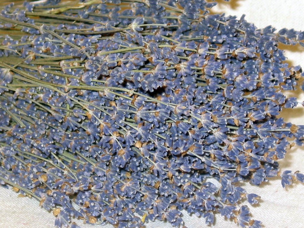 Lavender-English-Natural