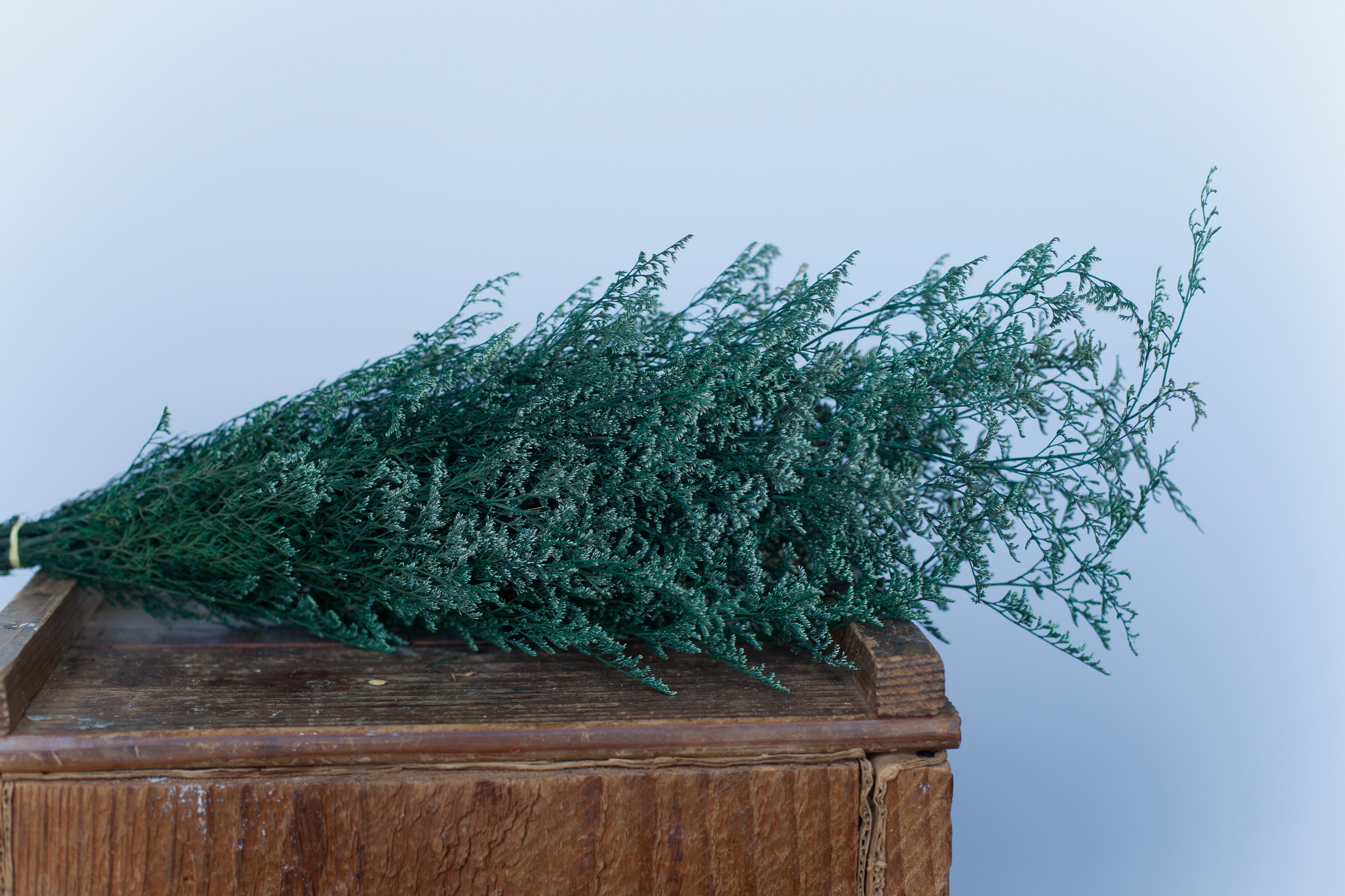 Misty-preserved Caspia