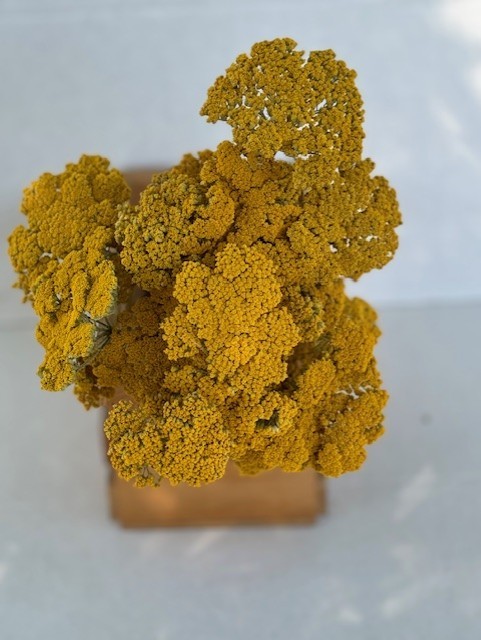 Yarrow (Achillea) - natural