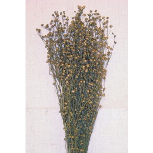 Flax (Linum) - natural