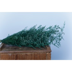 Misty-preserved Caspia