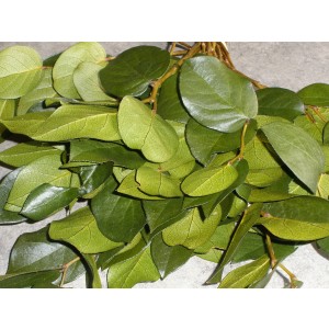 Natural Green Salal