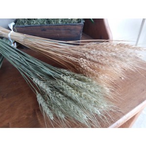 Wheat- Bearded- Natural