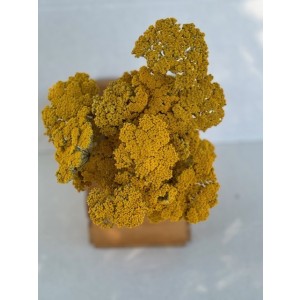 Yarrow (Achillea) - natural