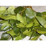 Natural Green Salal