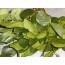 Natural Green Salal